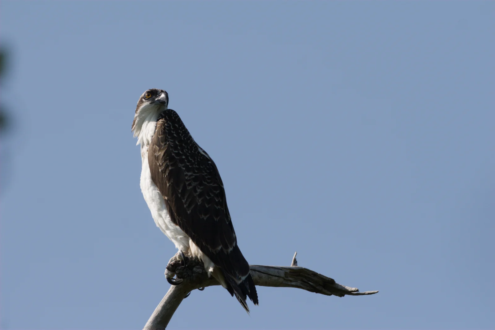 Osprey (Visvalk)