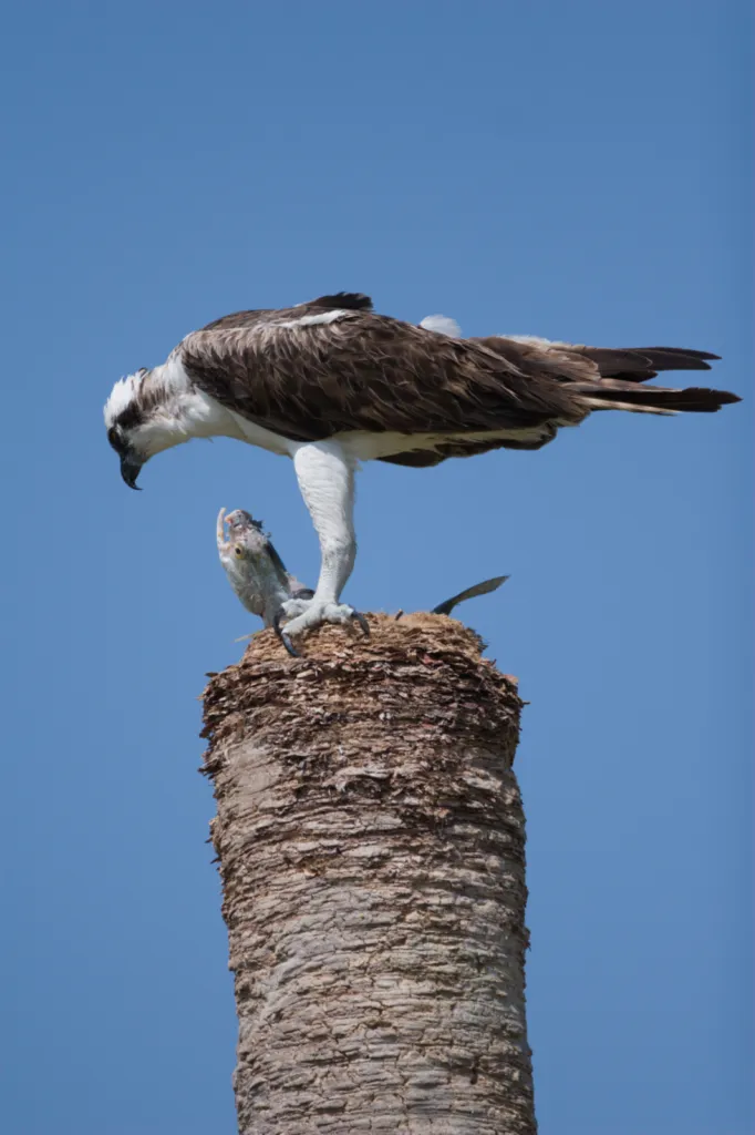 Osprey (Visvalk)