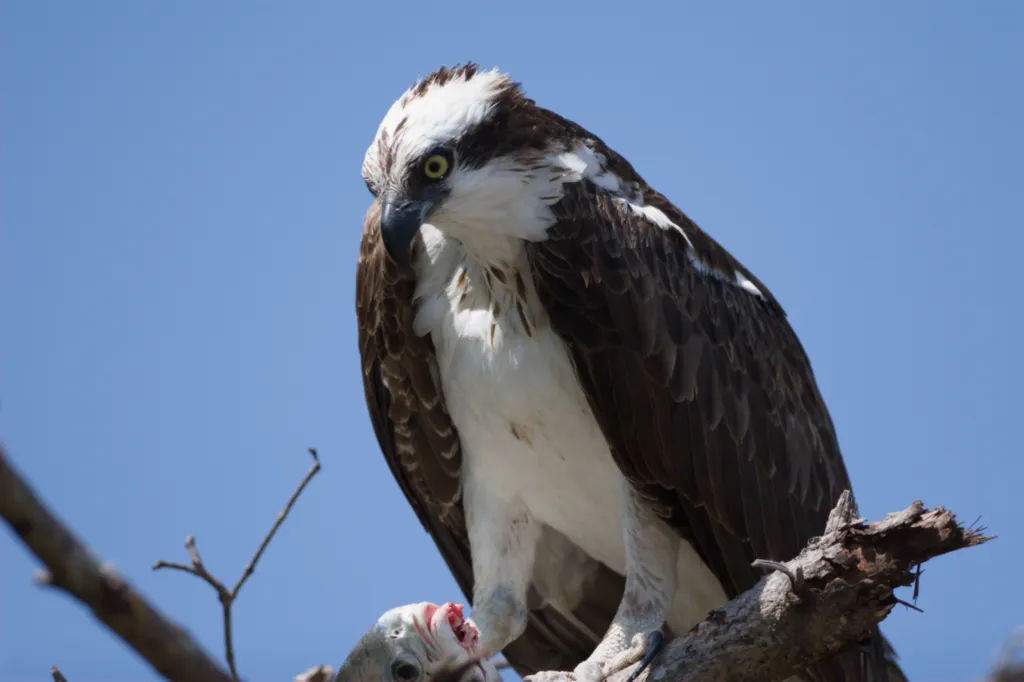 Osprey (Visvalk)