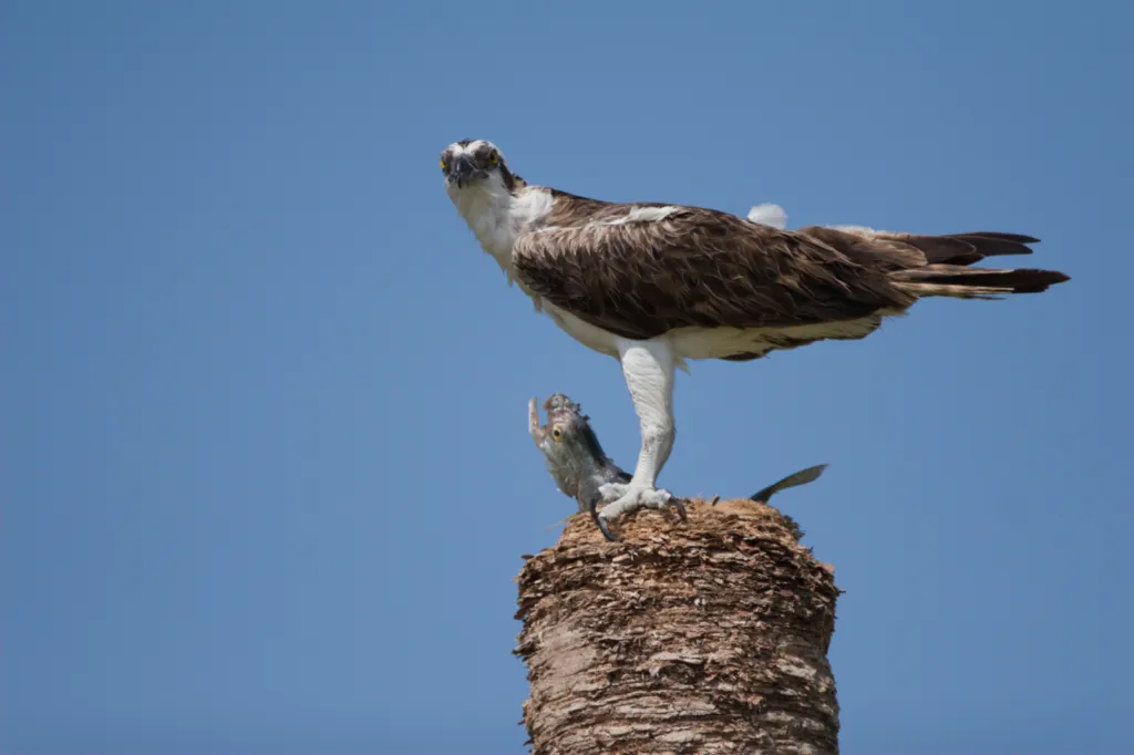 Osprey (Visvalk)