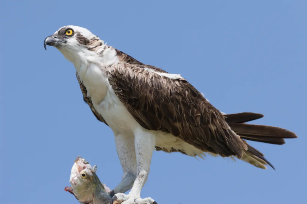Osprey (Visvalk)