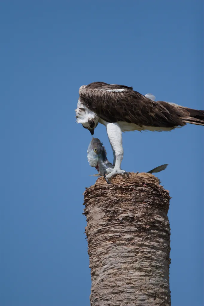 Osprey (Visvalk)