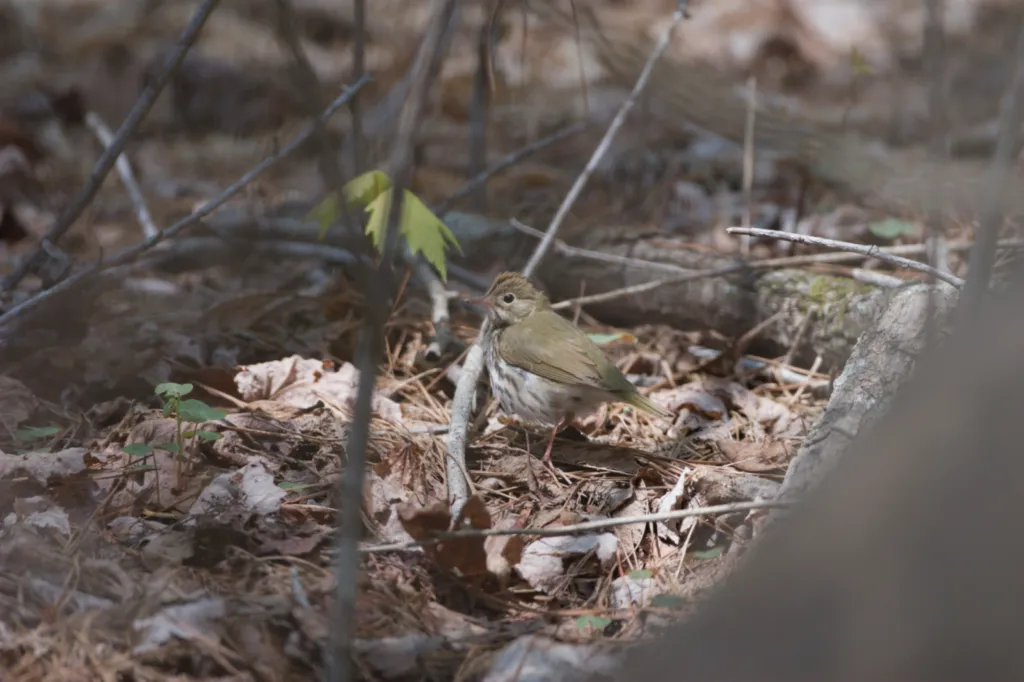 Ovenbird