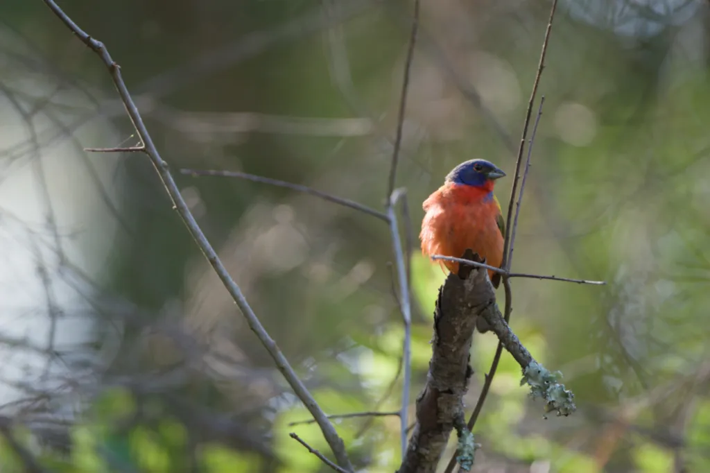 Painted Bunting