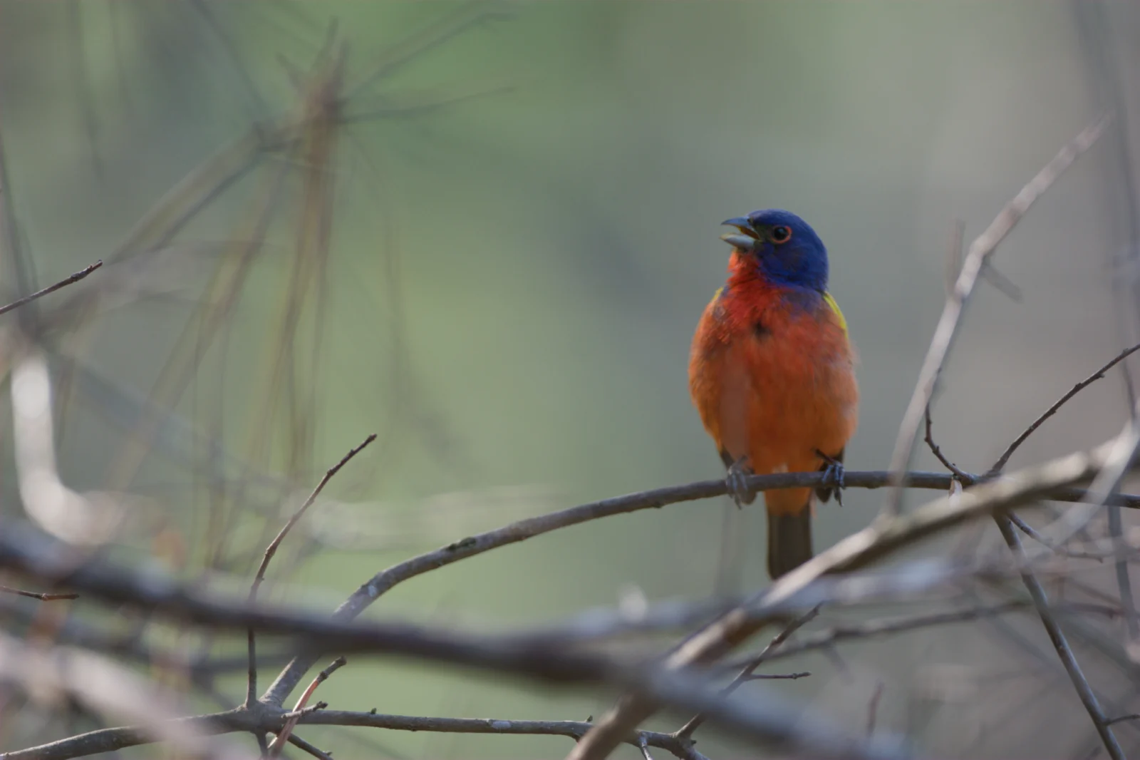 Painted Bunting