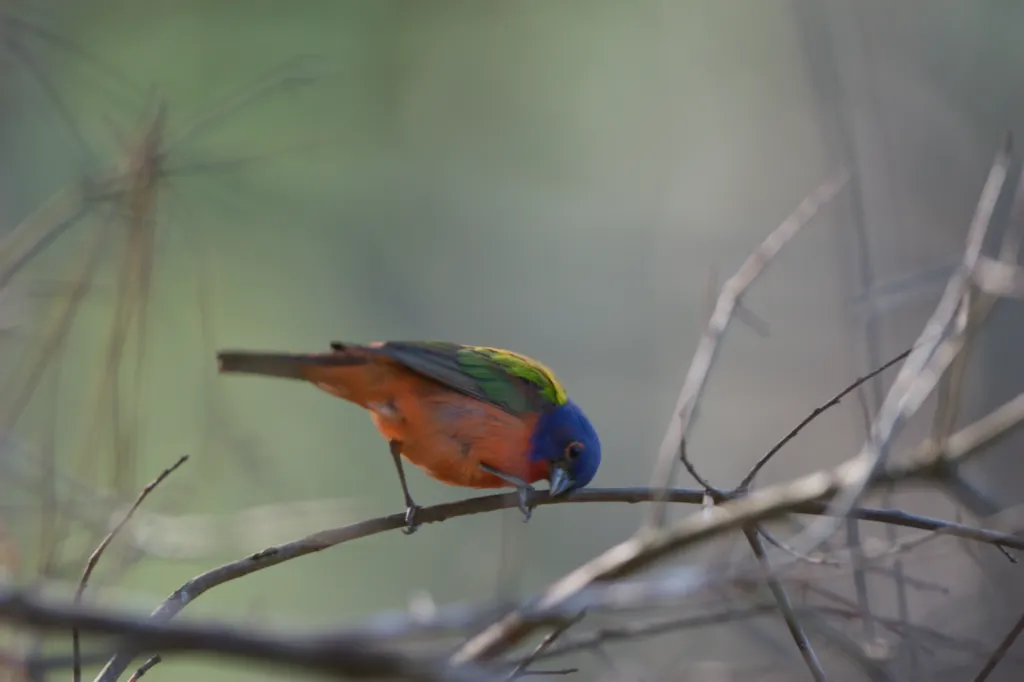 Painted Bunting