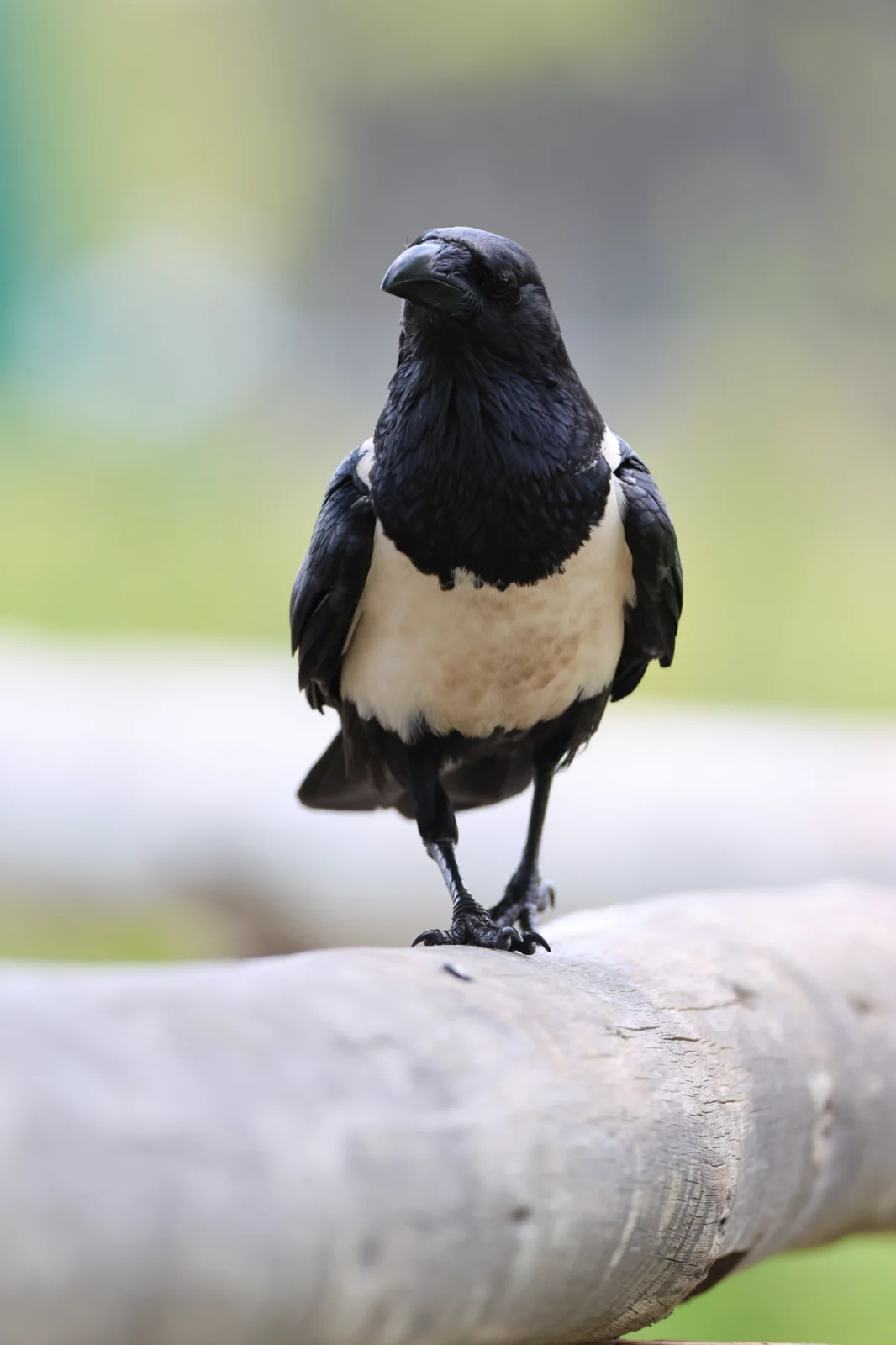 Pied Crow (Witborskraai)