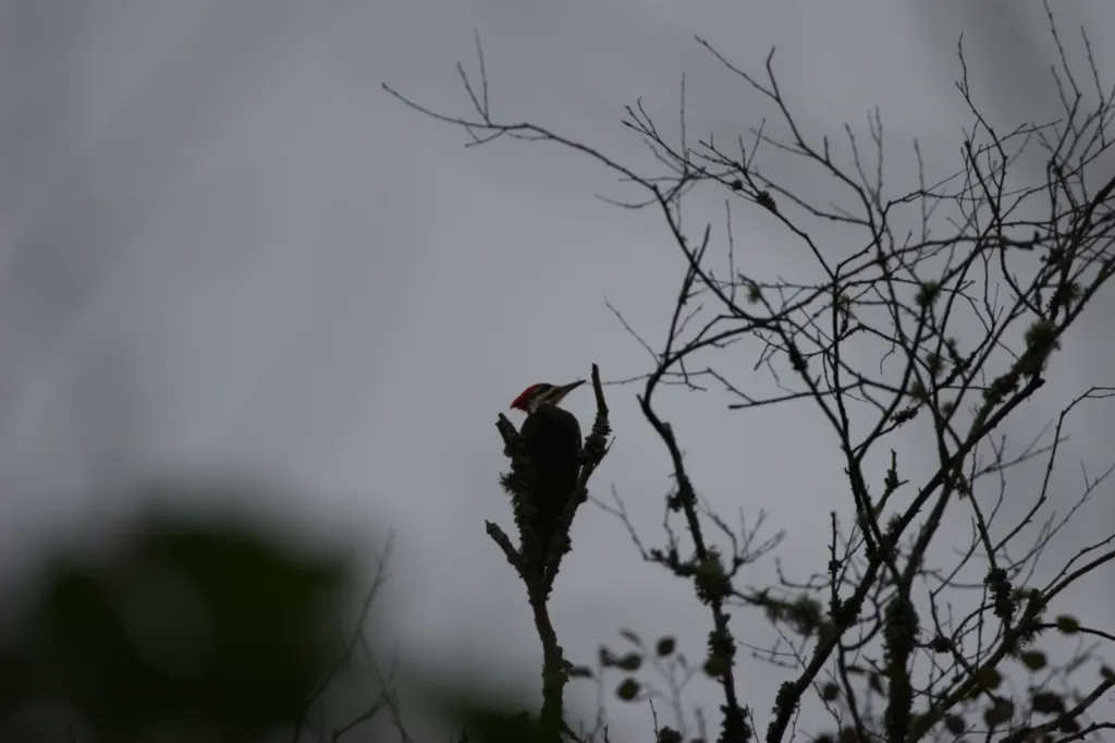Pileated Woodpecker