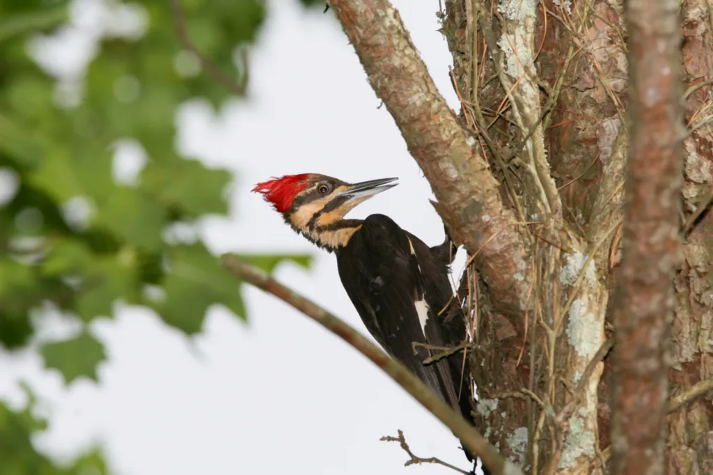 Pileated Woodpecker