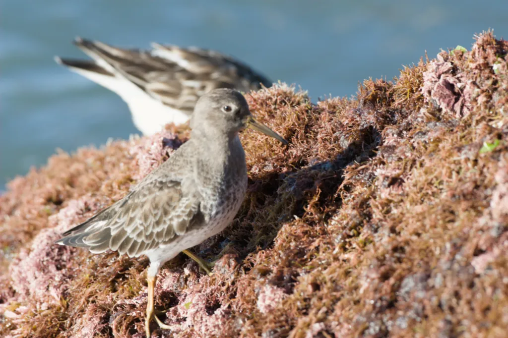 Purple Sandpiper