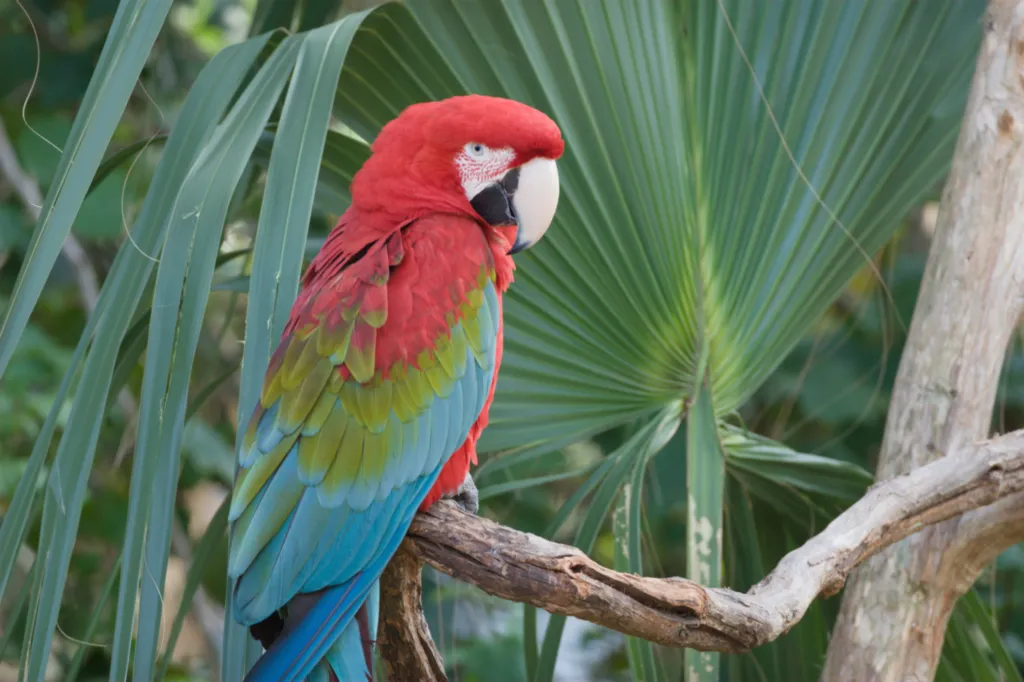 Red-and-green Macaw