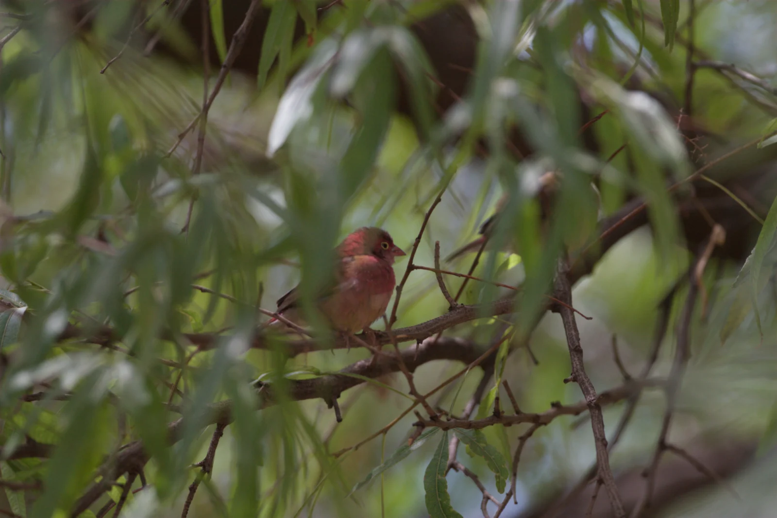 Red-billed Firefinch (Rooibekvuurvinkie)