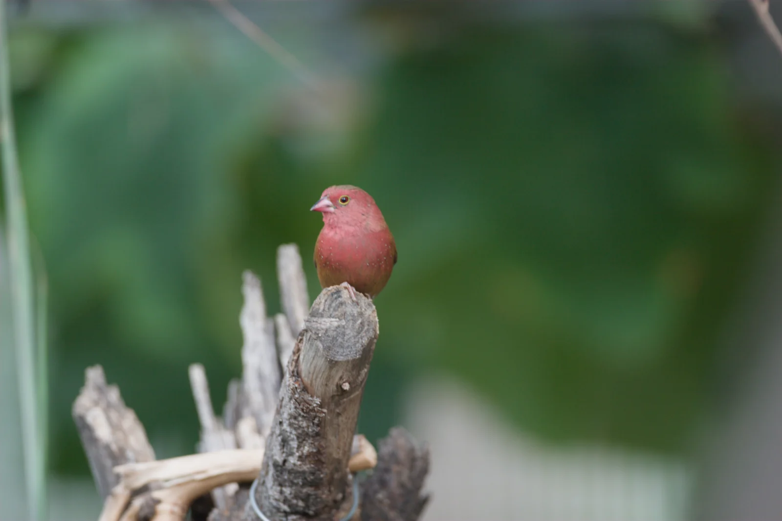 Red-billed Firefinch (Rooibekvuurvinkie)