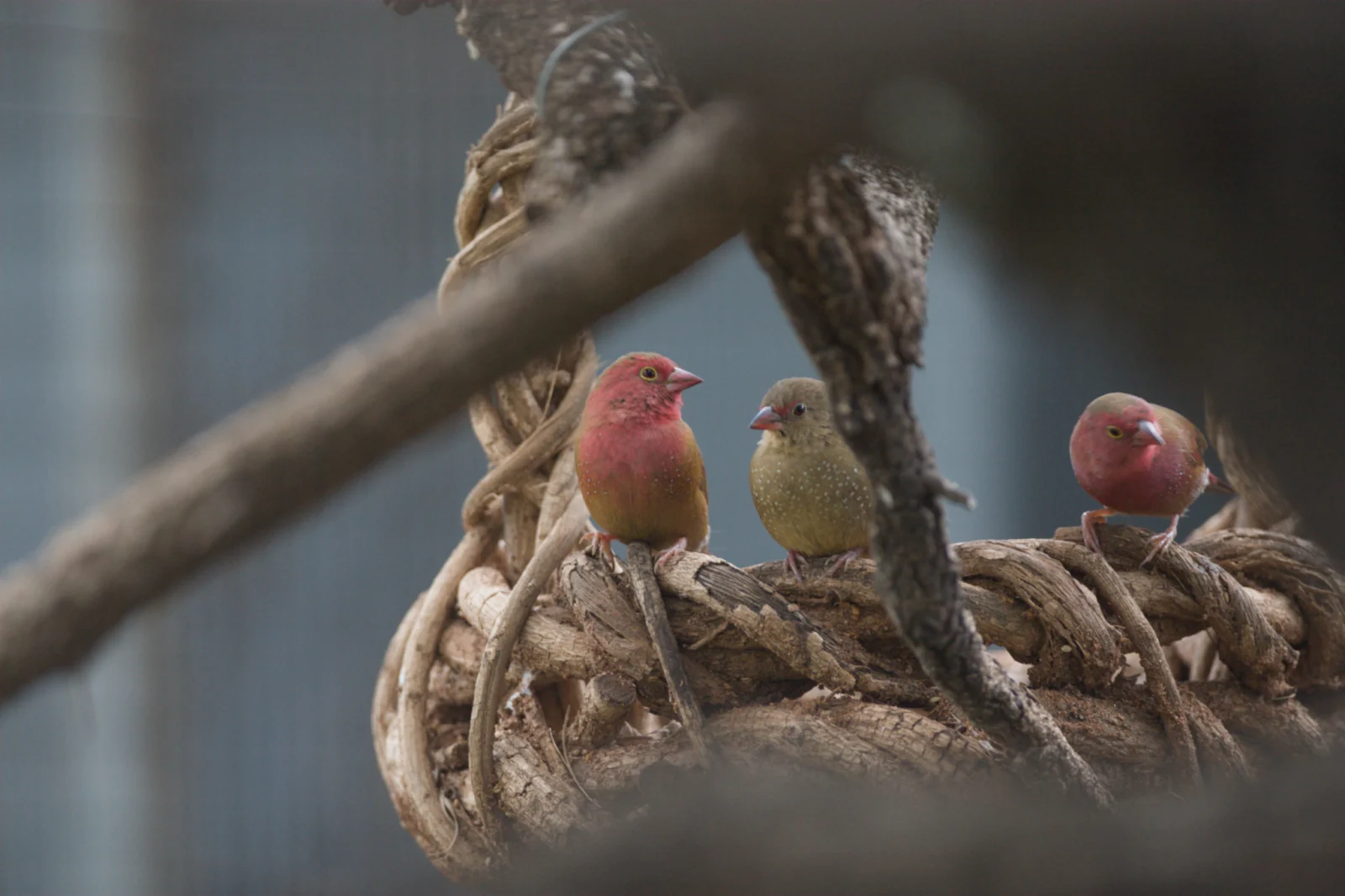 Red-billed Firefinch (Rooibekvuurvinkie)