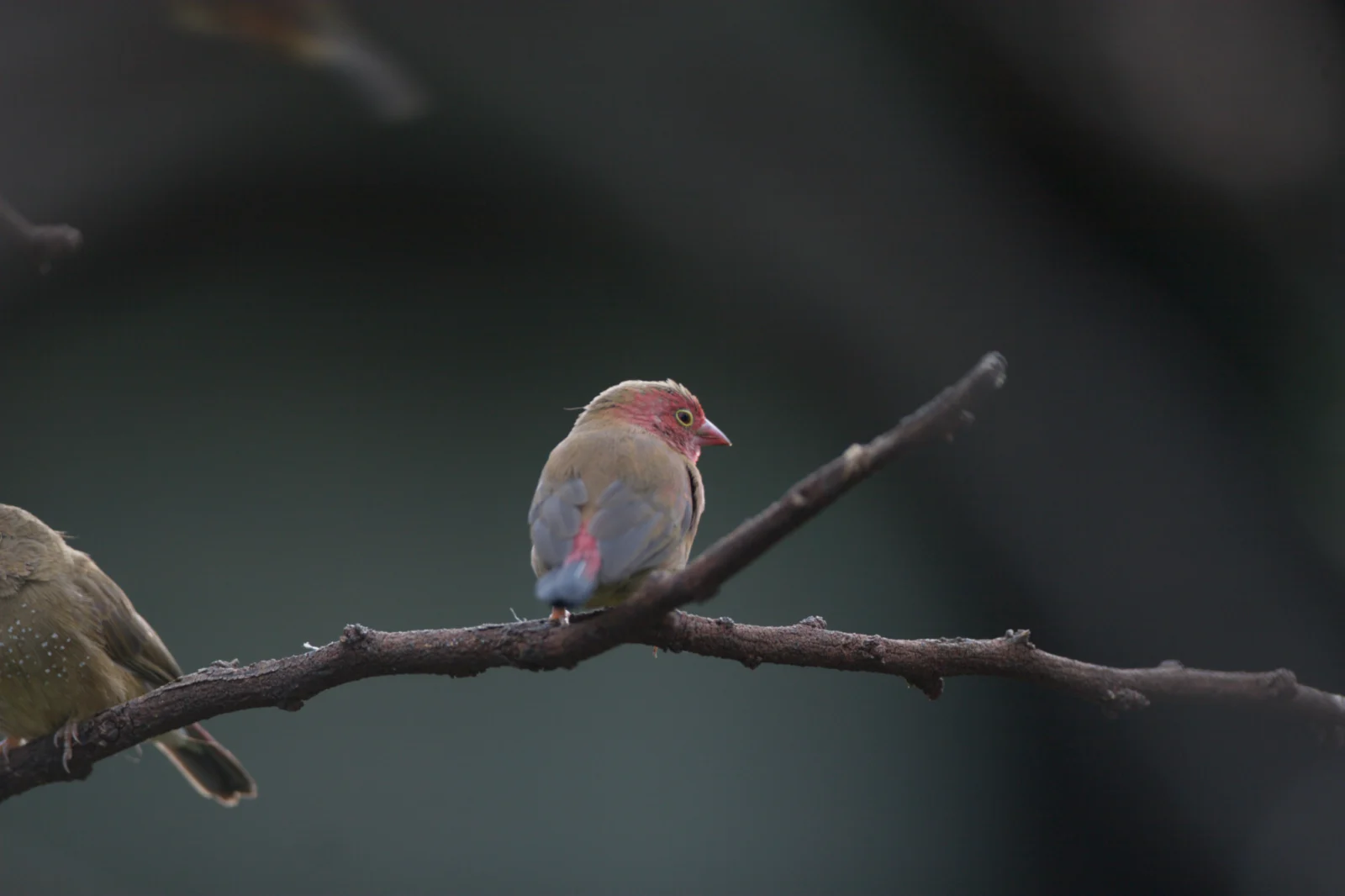 Red-billed Firefinch (Rooibekvuurvinkie)