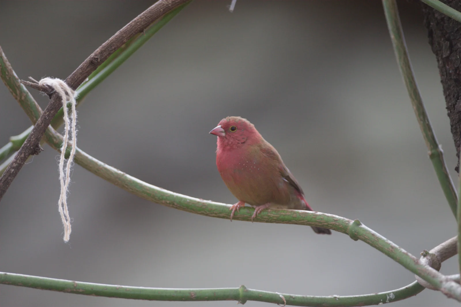 Red-billed Firefinch (Rooibekvuurvinkie)