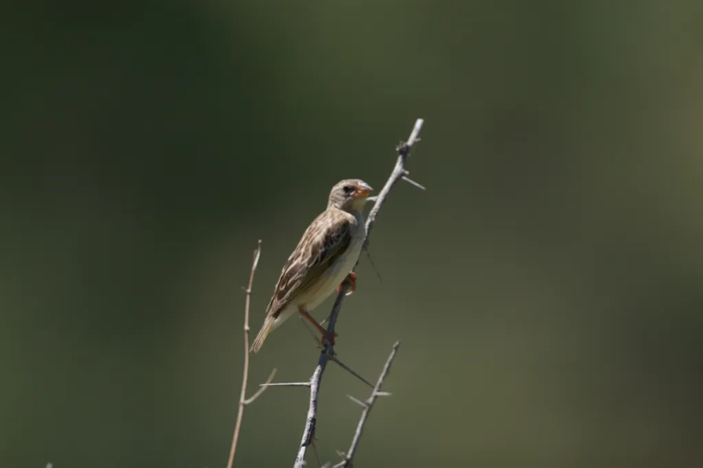 Red-billed Quelea (Rooibekkwelea)