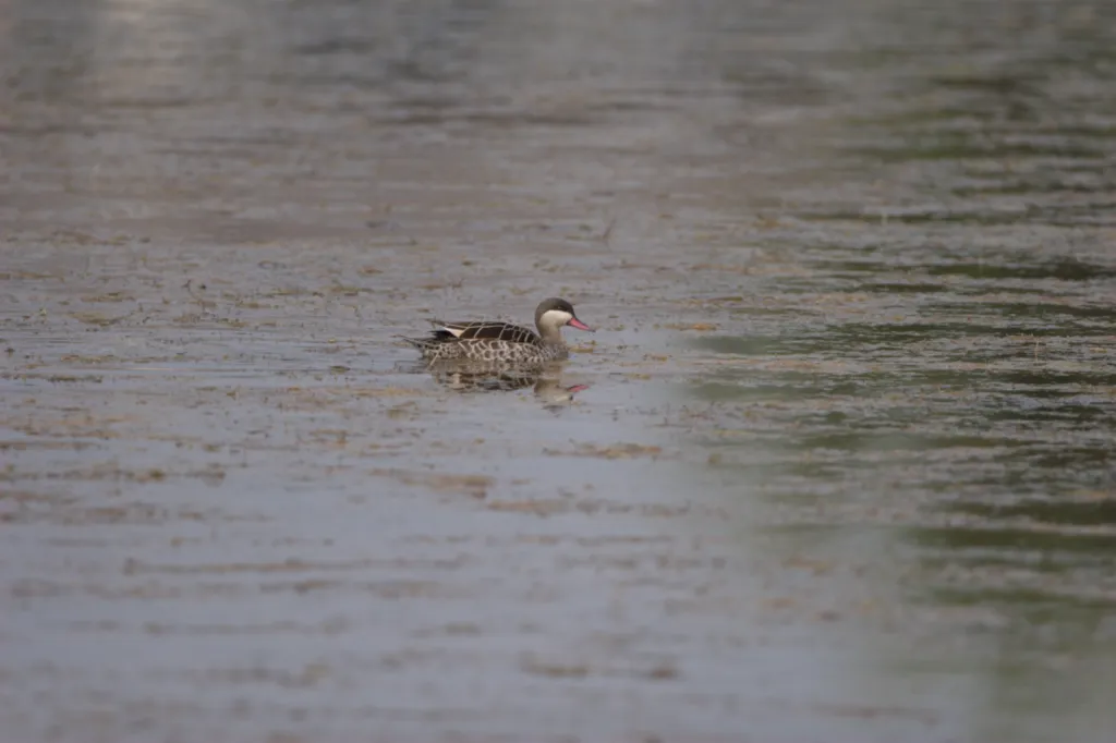 Red-billed Teal (Rooibekeend)