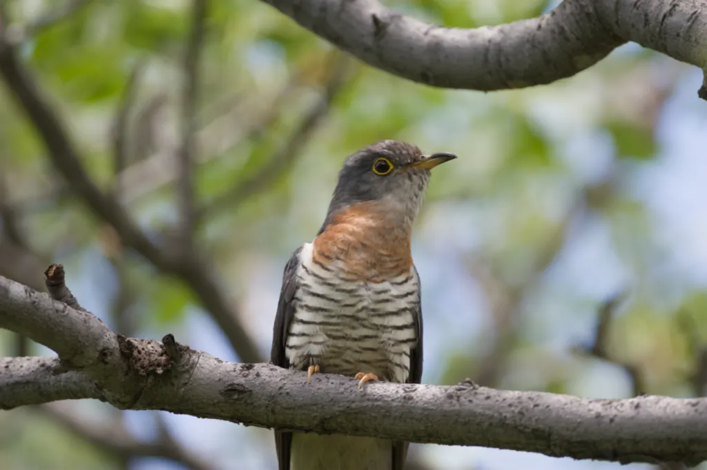 Red-chested Cuckoo (Piet-my-vrou)