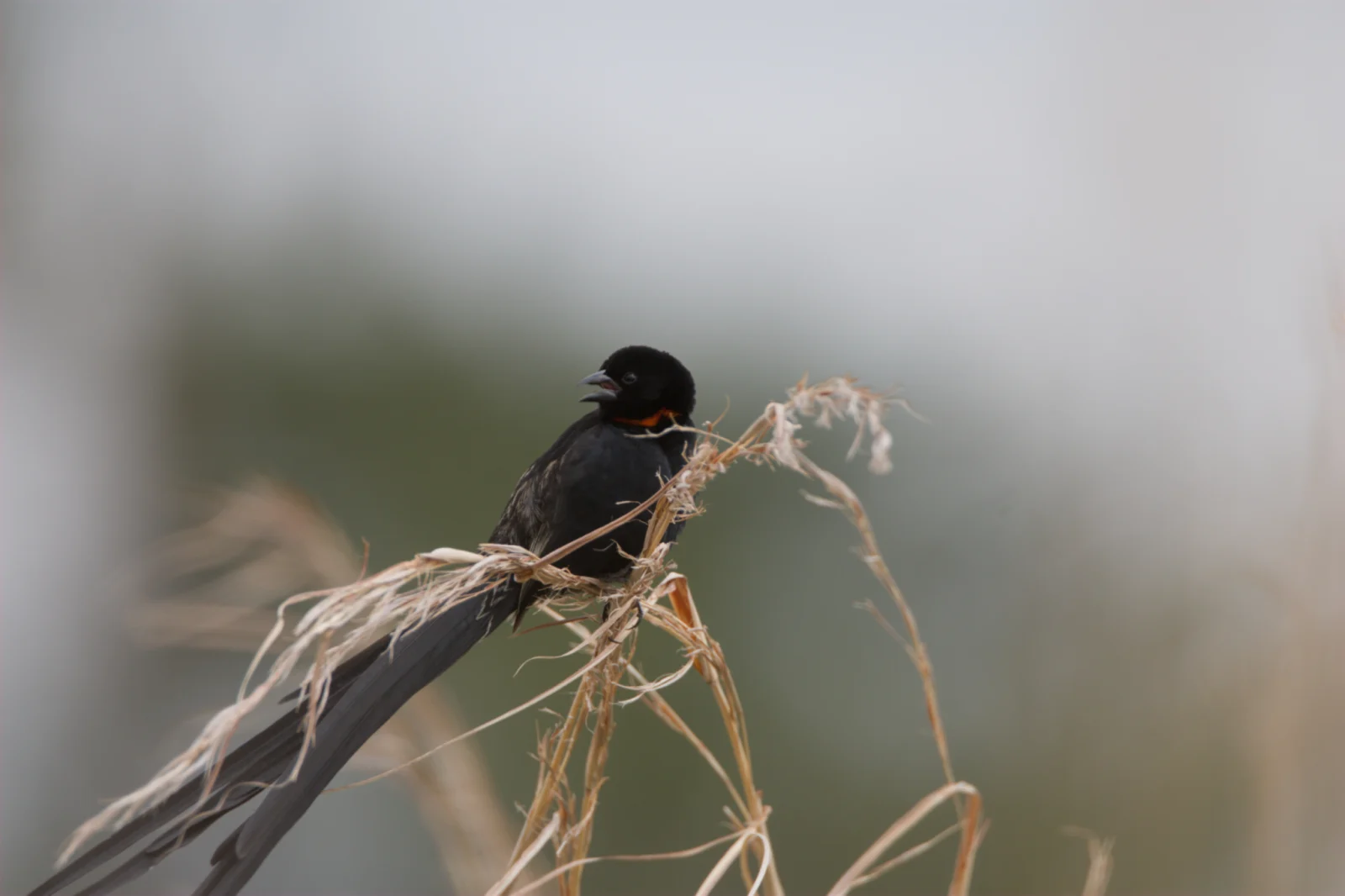Red-collared Widowbird (Rooikeelflap)