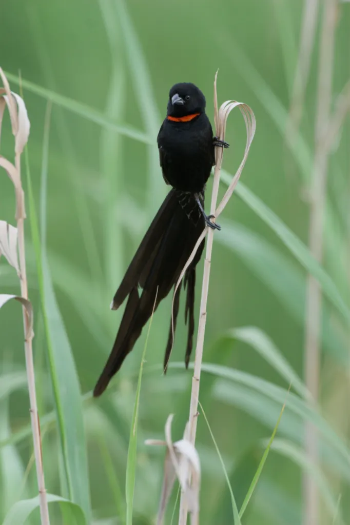 Red-collared Widowbird (Rooikeelflap)