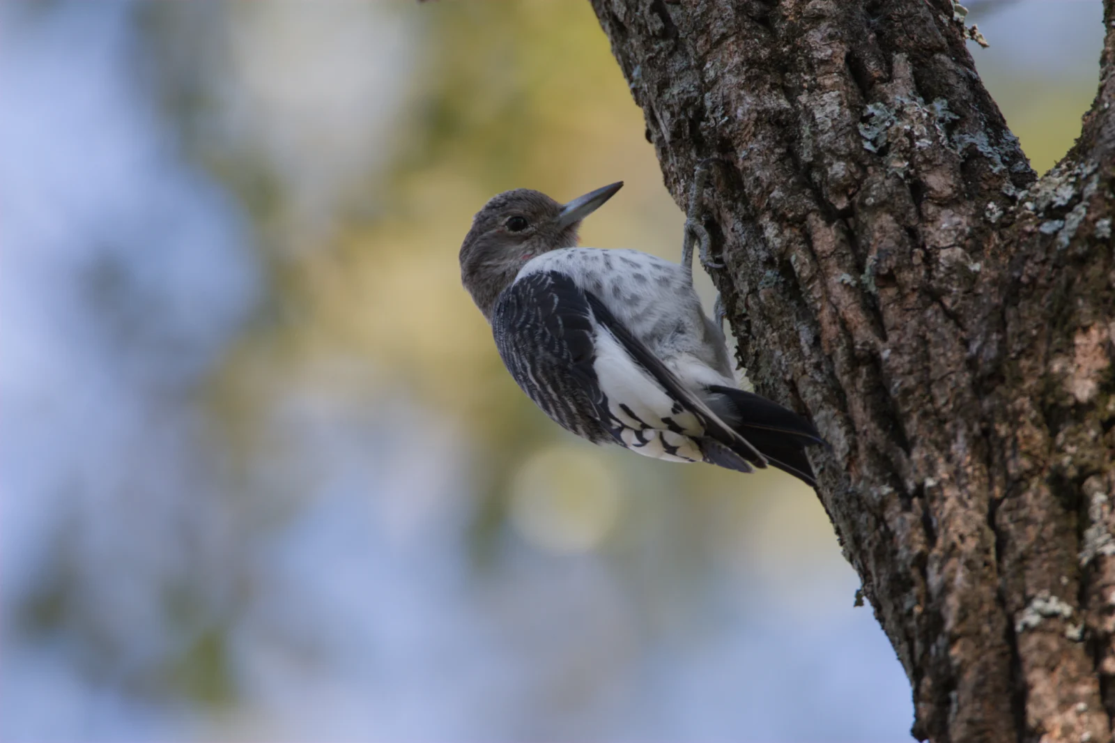 Red-headed Woodpecker