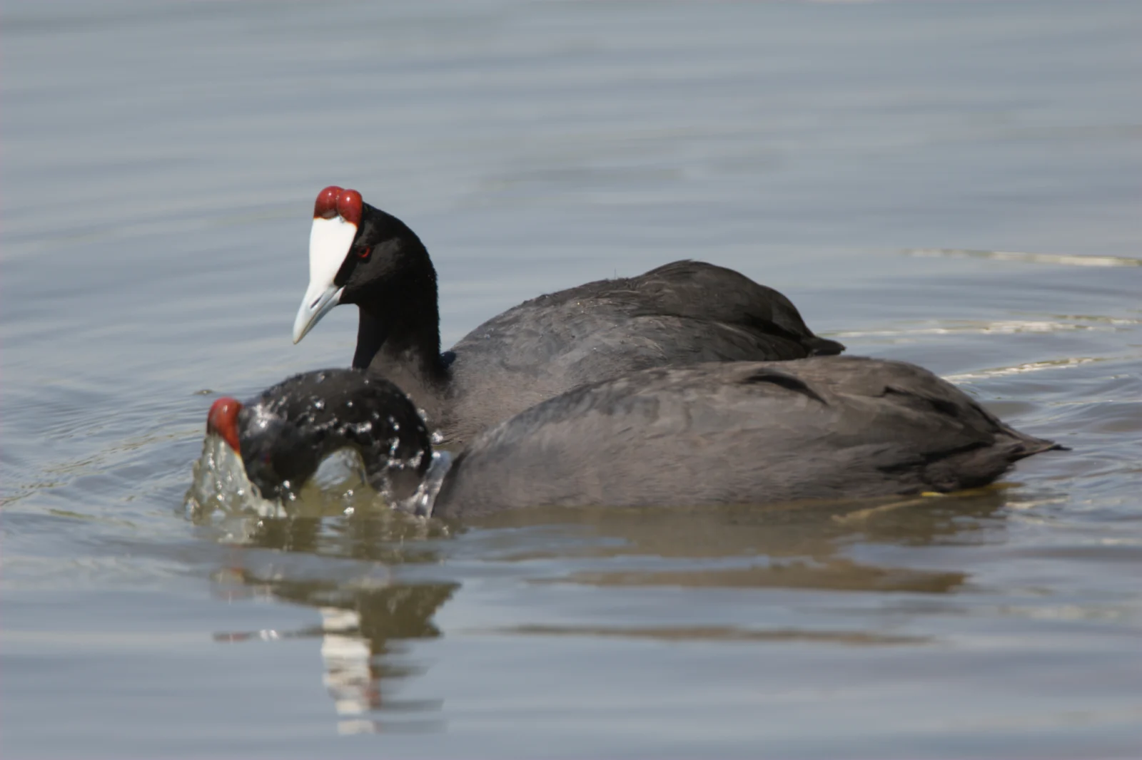 Red-knobbed Coot (Bleshoender)