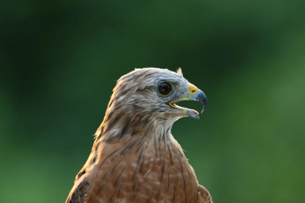 Red-shouldered Hawk