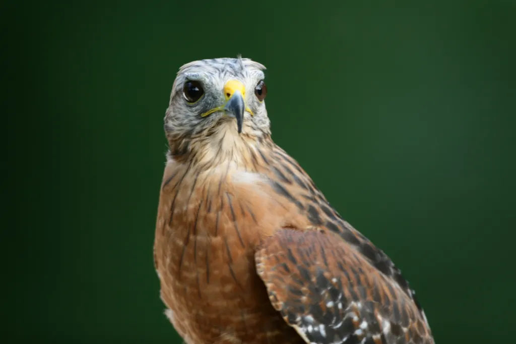 Red-shouldered Hawk