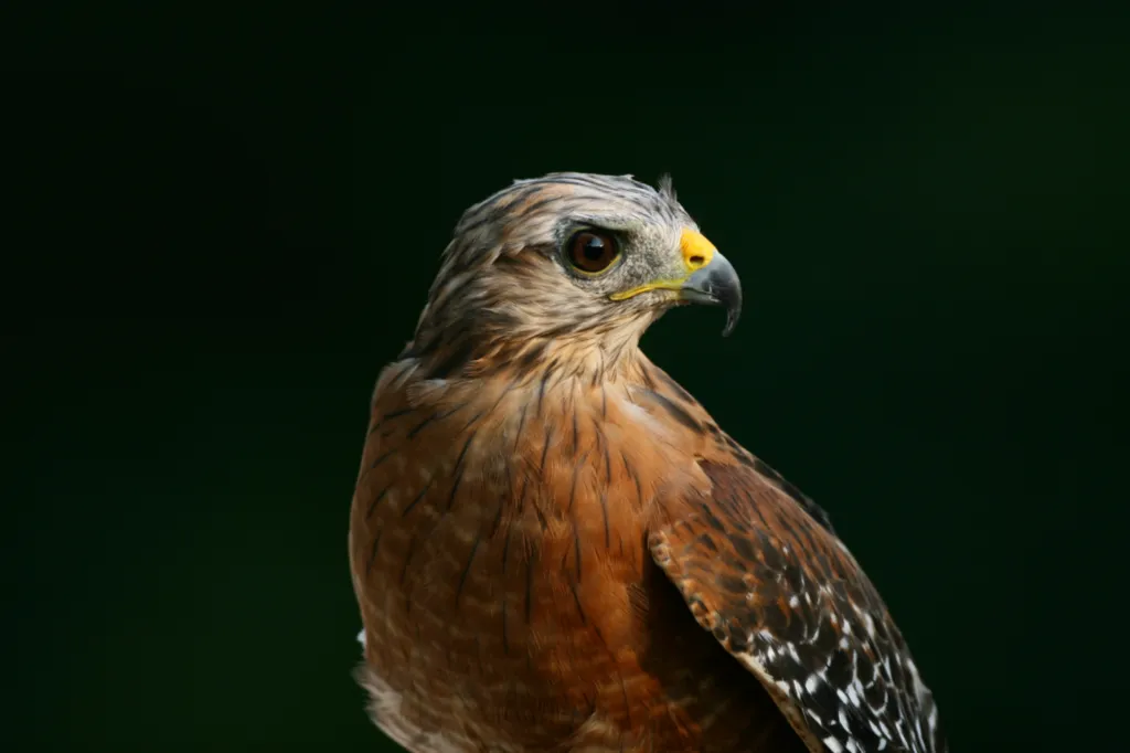 Red-shouldered Hawk