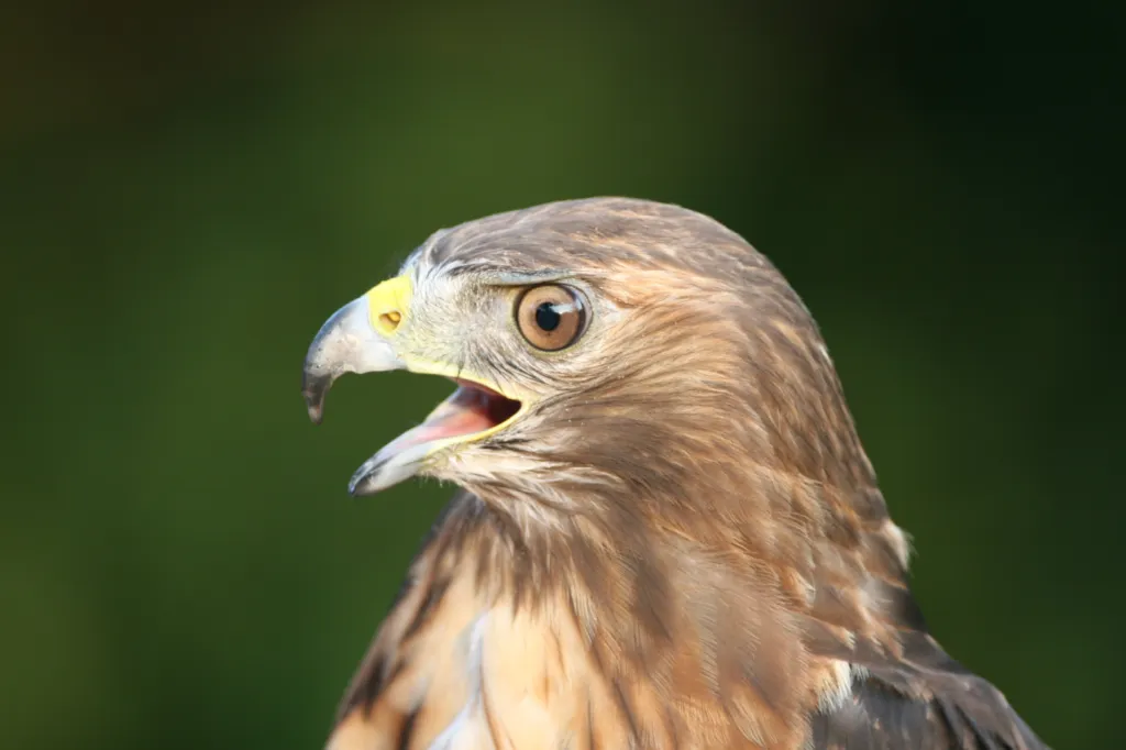 Red-tailed Hawk