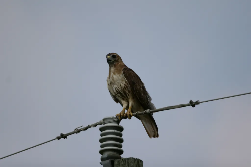 Red-tailed Hawk
