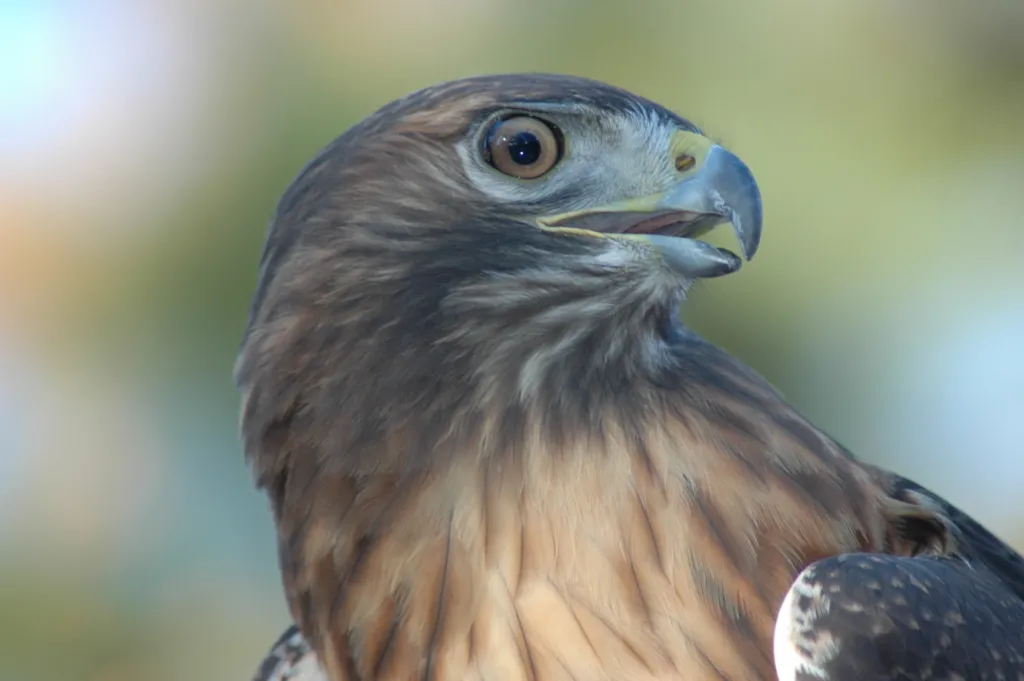Red-tailed Hawk