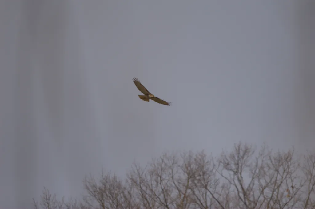 Red-tailed Hawk