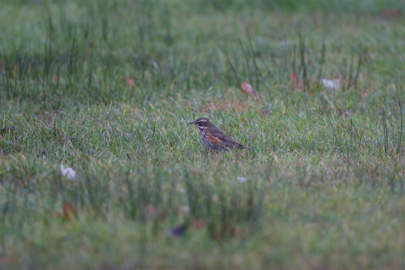 Redwing