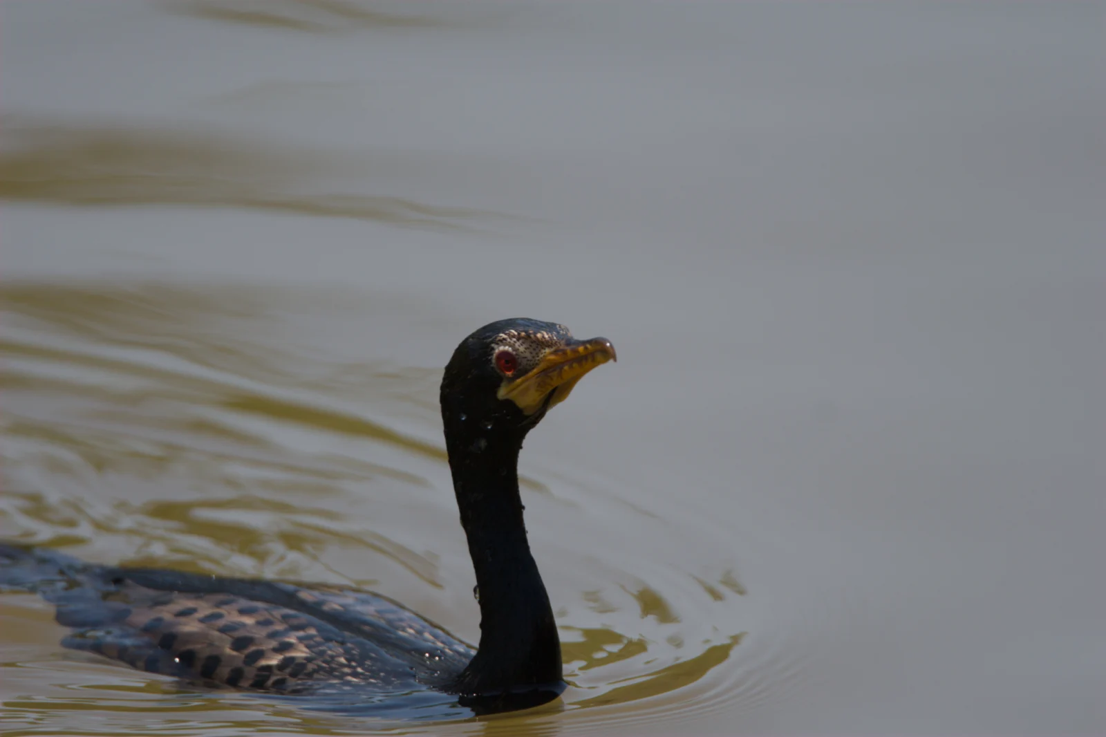 Reed Cormorant (Rietduiker)