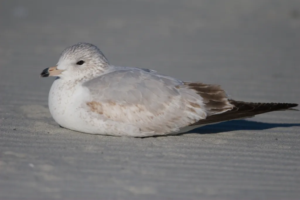 Ring-billed Gull