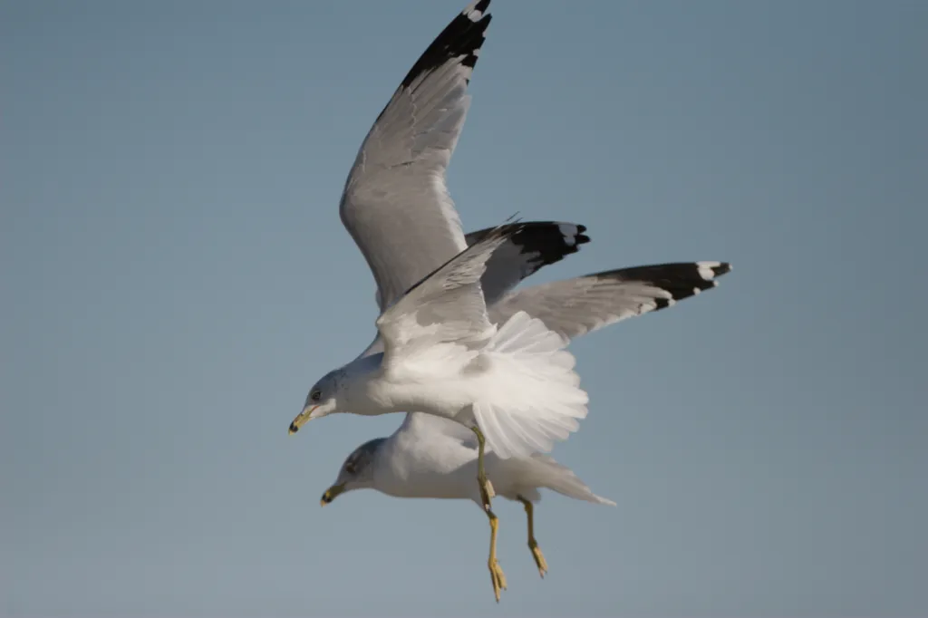 Ring-billed Gull