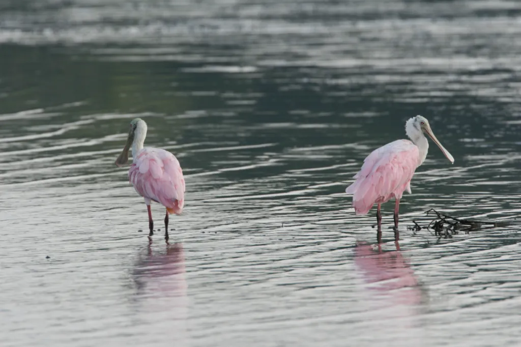 Roseate Spoonbill