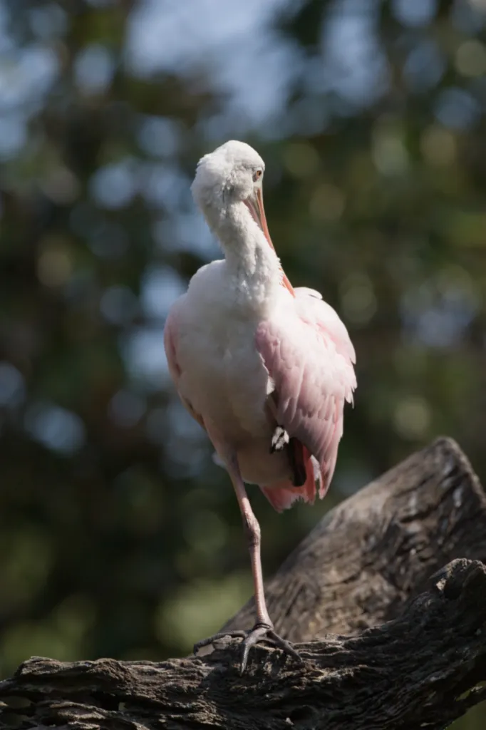 Roseate Spoonbill