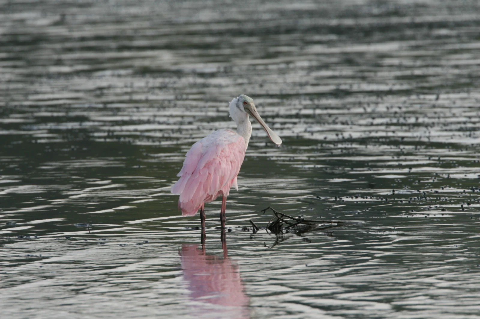 Roseate Spoonbill