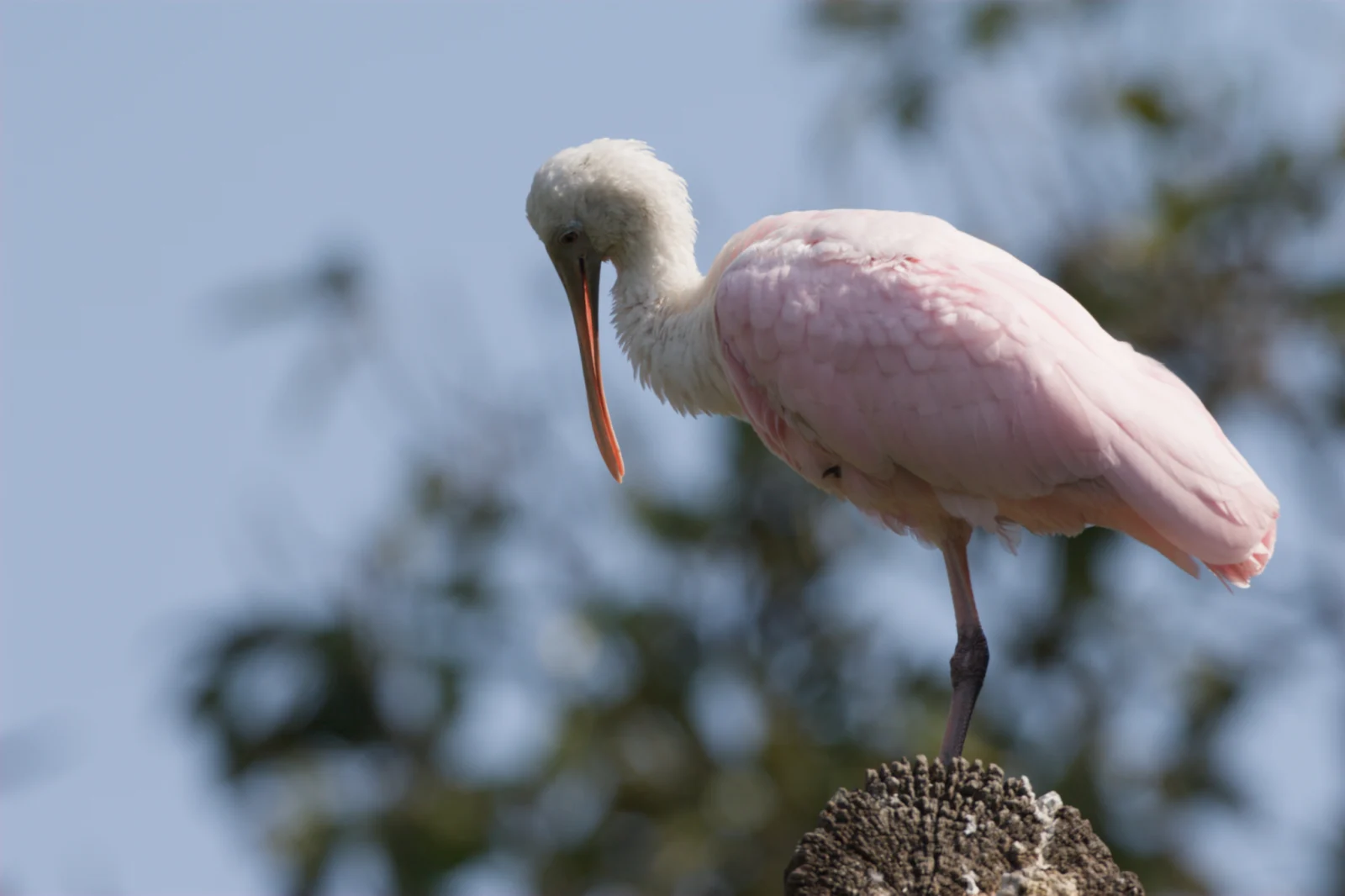 Roseate Spoonbill