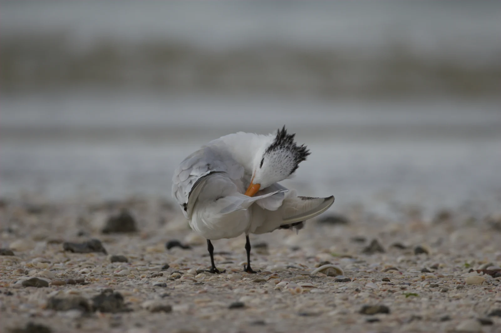 Royal Tern