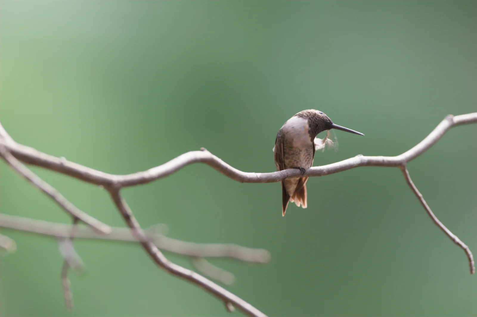Ruby-throated Hummingbird