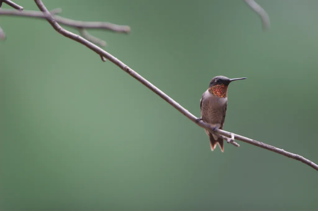 Ruby-throated Hummingbird