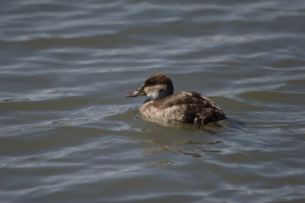 Ruddy Duck
