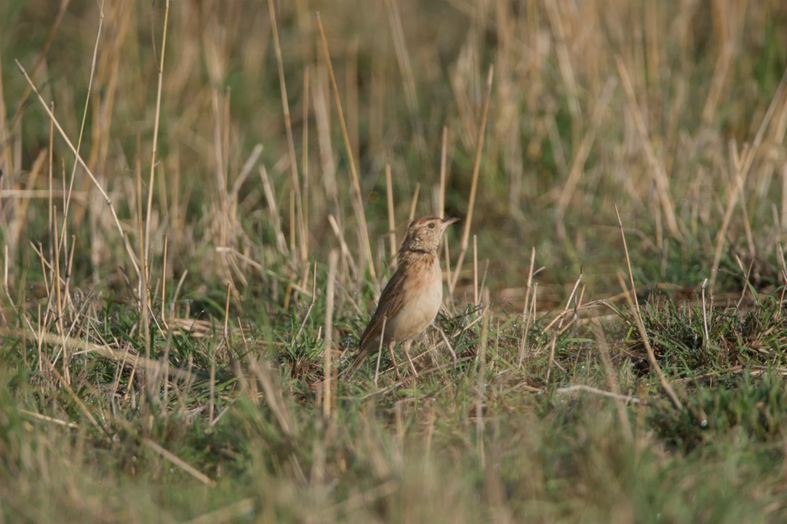 Rufous-naped Lark (Rooineklewerik)
