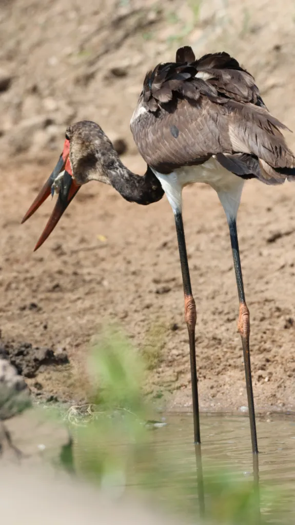 Saddle-billed Stork (Saalbekooievaar)