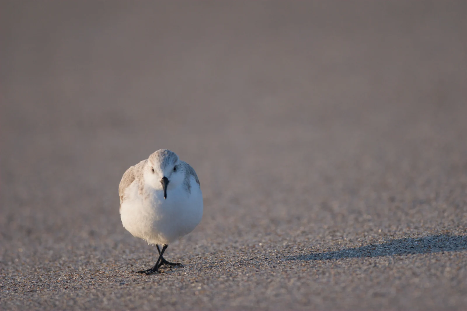 Sanderling (Drietoonstrandloper)