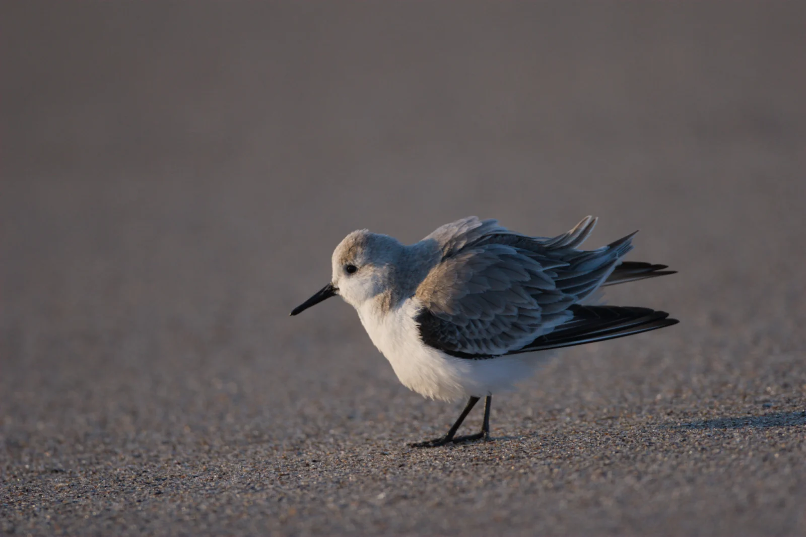 Sanderling (Drietoonstrandloper)